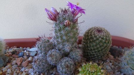 Mammillaria grahamii ssp. sheldonii