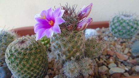 Mammillaria grahamii ssp. sheldonii