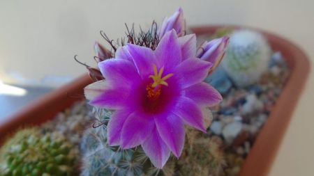 Mammillaria grahamii ssp. sheldonii