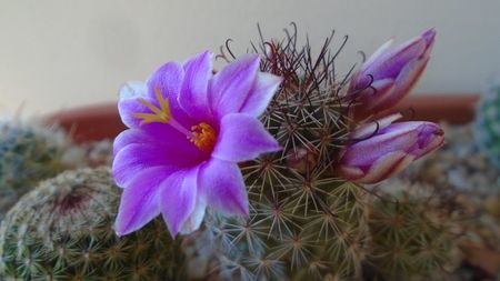 Mammillaria grahamii ssp. sheldonii