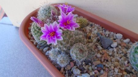 Mammillaria grahamii ssp. sheldonii