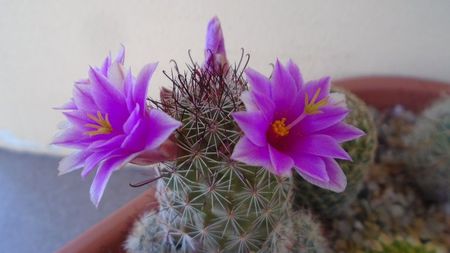 Mammillaria grahamii ssp. sheldonii