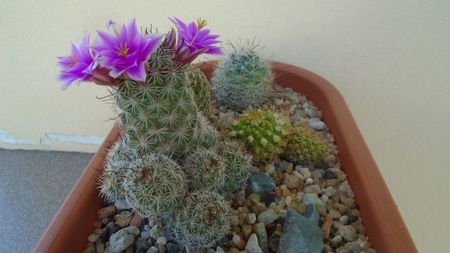 Mammillaria grahamii ssp. sheldonii