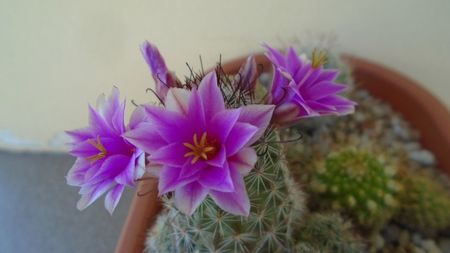 Mammillaria grahamii ssp. sheldonii