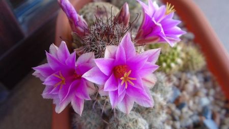 Mammillaria grahamii ssp. sheldonii