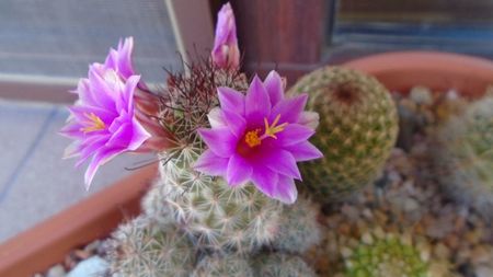 Mammillaria grahamii ssp. sheldonii