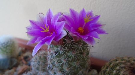 Mammillaria grahamii ssp. sheldonii