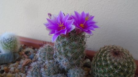 Mammillaria grahamii ssp. sheldonii