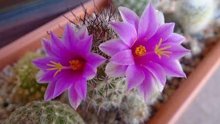 Mammillaria grahamii ssp. sheldonii