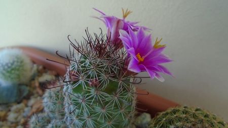 Mammillaria grahamii ssp. sheldonii