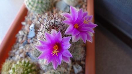 Mammillaria grahamii ssp. sheldonii