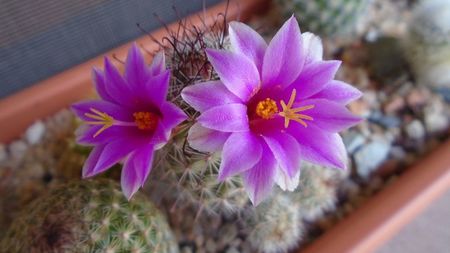 Mammillaria grahamii ssp. sheldonii