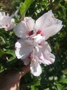 hibiscus