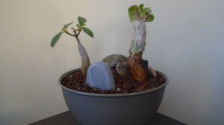 Ficus abutilifolia & Ficus burkei; replantate in 9 iul. 2020
