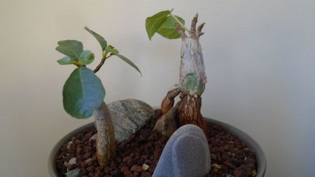 Ficus abutilifolia & Ficus burkei; replantate in 9 iul. 2020
