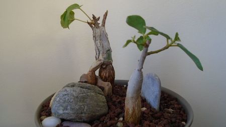 Ficus abutilifolia & Ficus burkei; replantate in 9 iul. 2020
