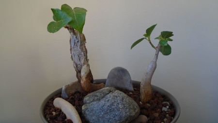 Ficus abutilifolia & Ficus burkei; replantate in 9 iul. 2020
