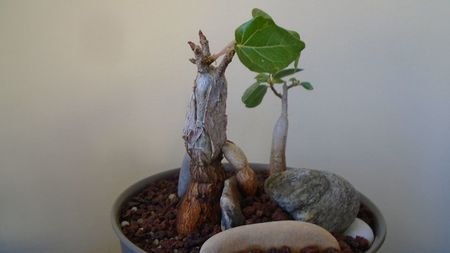 Ficus abutilifolia & Ficus burkei; replantate in 9 iul. 2020
