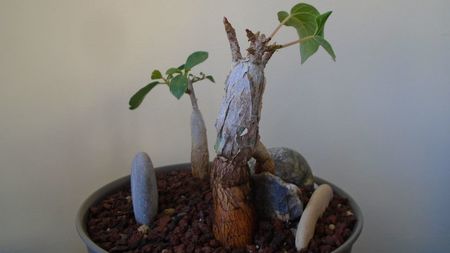 Ficus abutilifolia & Ficus burkei; replantate in 9 iul. 2020
