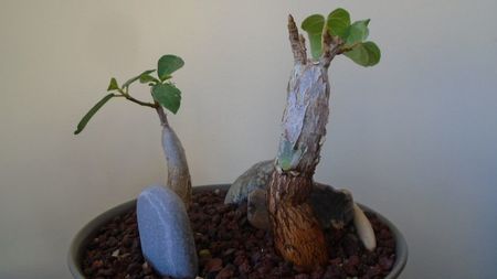 Ficus abutilifolia & Ficus burkei; replantate in 9 iul. 2020
