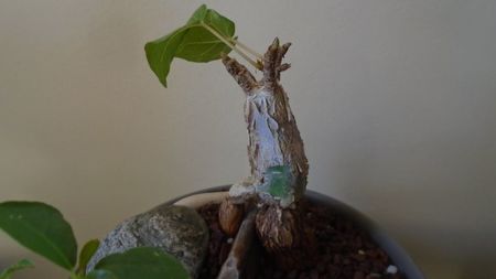 Ficus abutilifolia; replantate in 9 iul. 2020
