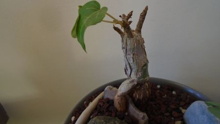 Ficus abutilifolia; replantate in 9 iul. 2020
