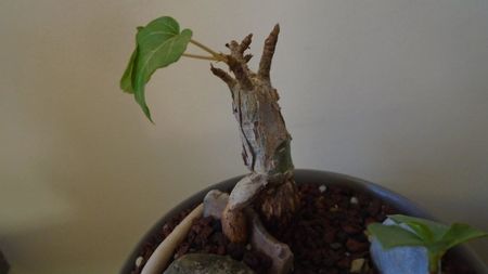 Ficus abutilifolia; replantate in 9 iul. 2020
