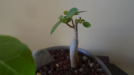 Ficus burkei; replantate in 9 iul. 2020
