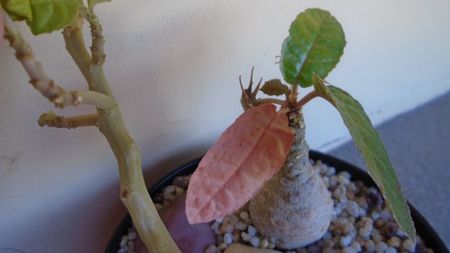 Dorstenia foetida