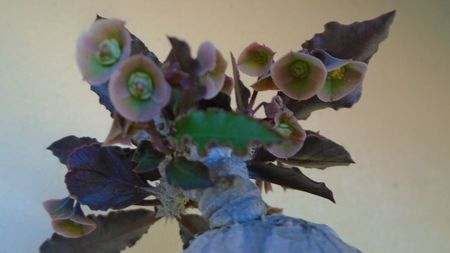 Euphorbia suzannae-marnierae