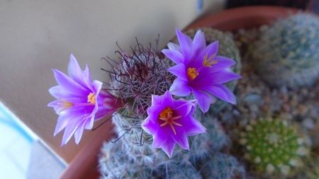 Mammillaria grahamii ssp. sheldonii