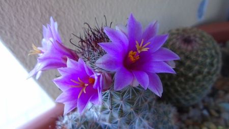 Mammillaria grahamii ssp. sheldonii