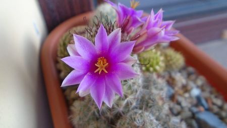 Mammillaria grahamii ssp. sheldonii