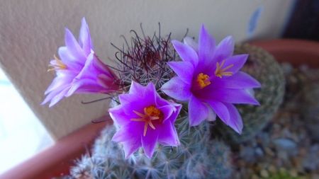 Mammillaria grahamii ssp. sheldonii