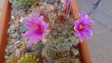 Mammillaria grahamii ssp. sheldonii