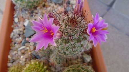 Mammillaria grahamii ssp. sheldonii