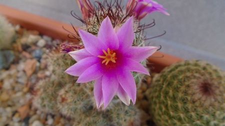 Mammillaria grahamii ssp. sheldonii