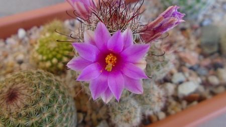 Mammillaria grahamii ssp. sheldonii