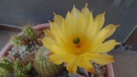 Echinocereus subinermis