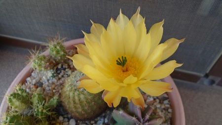 Echinocereus subinermis