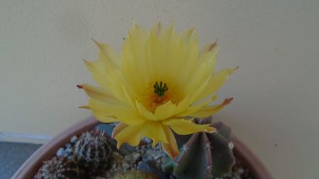 Echinocereus subinermis