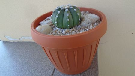 Astrophytum asterias; replantat in 12 iul. 2020
