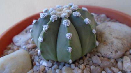 Astrophytum asterias; replantat in 12 iul. 2020
