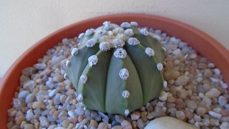 Astrophytum asterias; replantat in 12 iul. 2020
