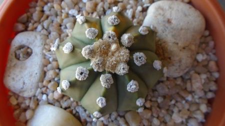 Astrophytum asterias; replantat in 12 iul. 2020
