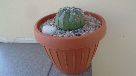 Astrophytum asterias hb.; replantat in 12 iul. 2020
