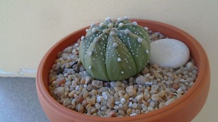 Astrophytum asterias hb.; replantat in 12 iul. 2020
