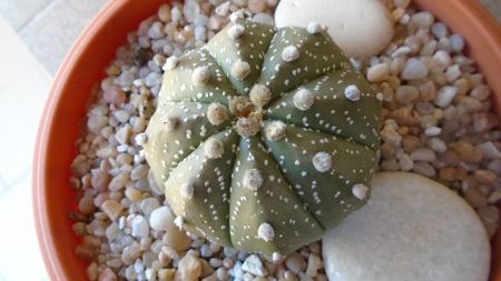 Astrophytum asterias hb.; replantat in 12 iul. 2020
