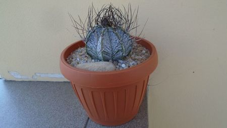 Astrophytum capricorne; replantat in 12 iul 2020
