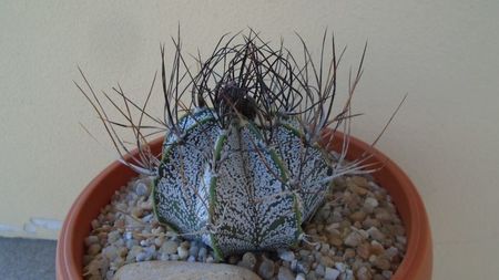 Astrophytum capricorne; replantat in 12 iul. 2020
